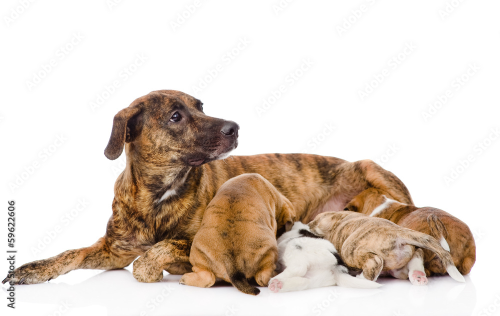the adult dog feeds the puppies. isolated on white background the adult dog feeds the puppies. isolated on white background