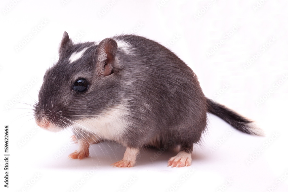 Wüstenrennmaus Wüstenrennmaus
