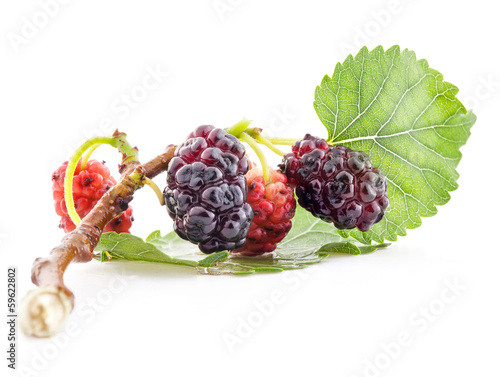 Mulberry on a branch and the green leaf photo