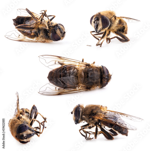 Collection of honey bee isolated on white photo