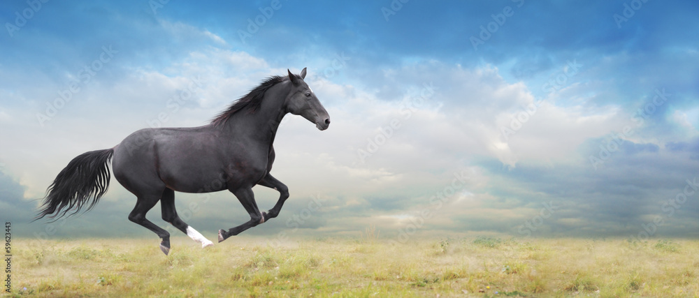Black horse runs full gallop on field