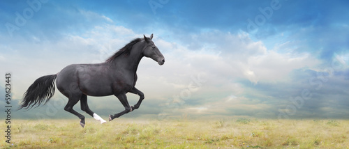 Czarny koń biegnie galopem po polu