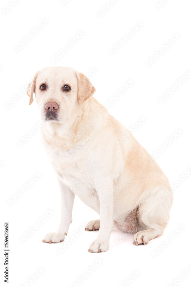 young beautiful golden retriever sitting isolated on white young beautiful golden retriever sitting isolated on white