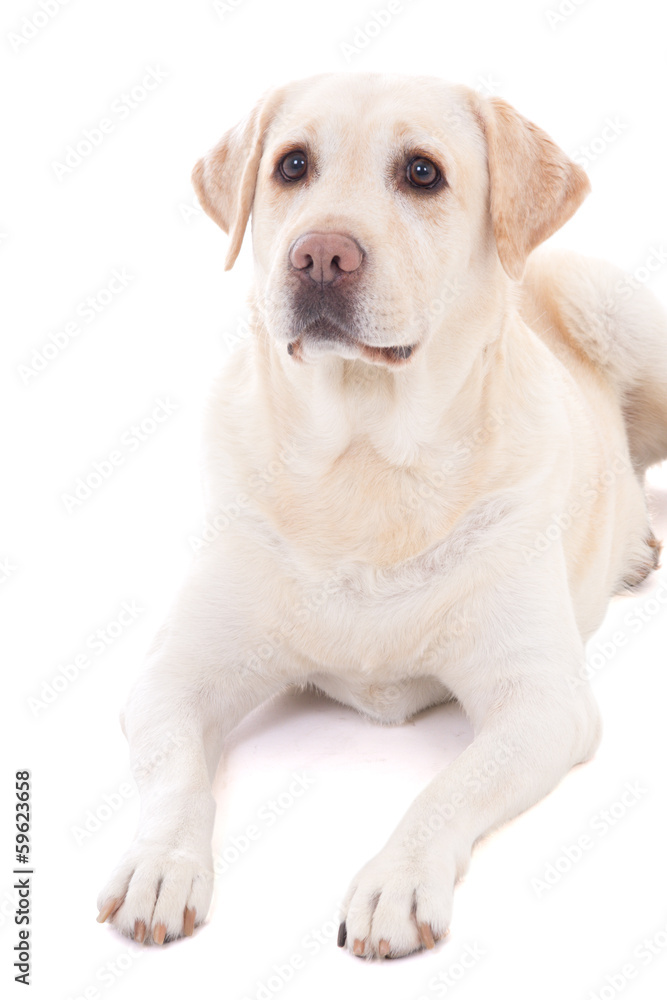 beautiful dog (golden retriever) lying isolated on white