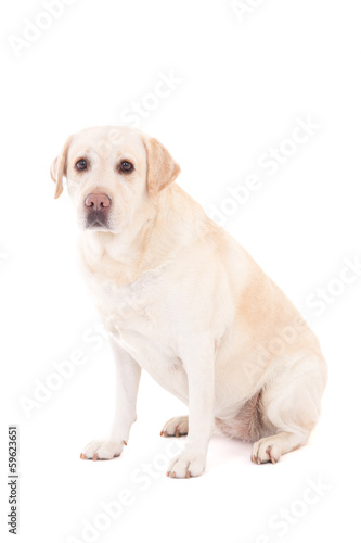 young beautiful golden retriever sitting isolated on white