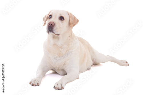 portrait of beautiful dog (golden retriever) lying isolated on w