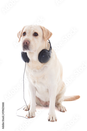 golden retriever with headphones sitting isolated on white
