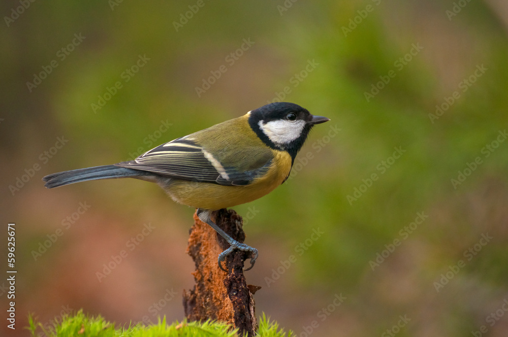 Obraz premium Tit - parus