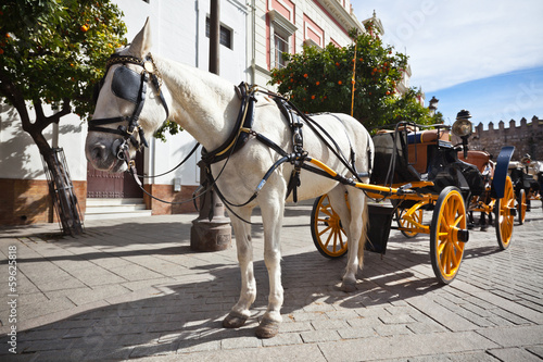 Horse Transport for Tourists in Sevilla, Spain