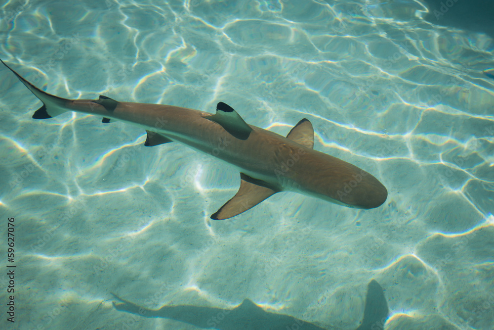 Obraz premium squalo