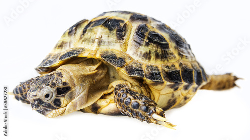 tortoise - testudo horsfieldii isolated on a white background
