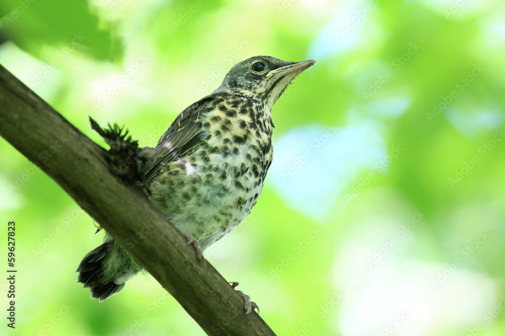 Fototapeta premium nestling blackbird on a branch
