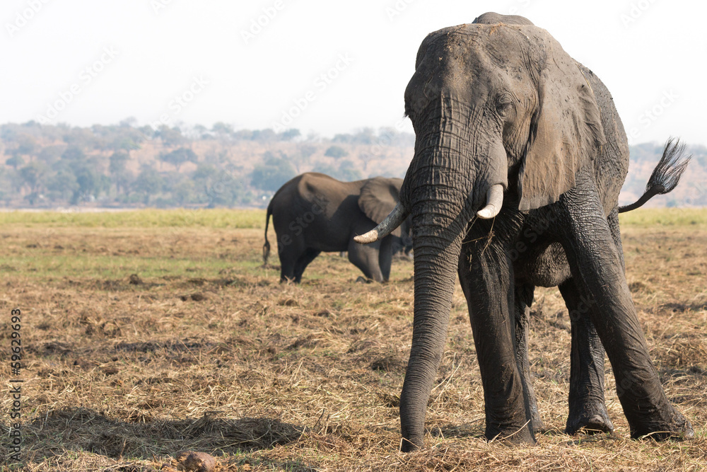 Fototapeta premium Elephants