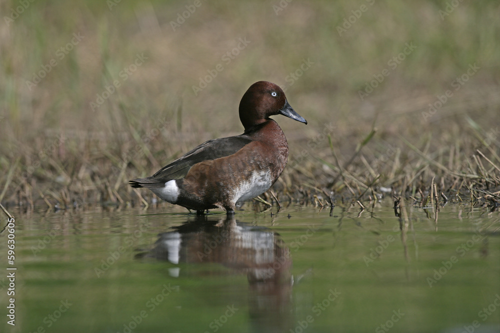 Obraz premium Ferruginous duck, Aythya nyroca
