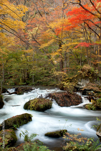 Autumn Colors of Oirase Stream at Aomori,Japan
