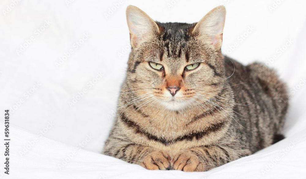 Chat européen sur un fond blanc Chat européen sur un fond blanc