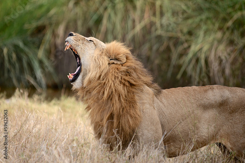 Lion rugissant male en Afrique