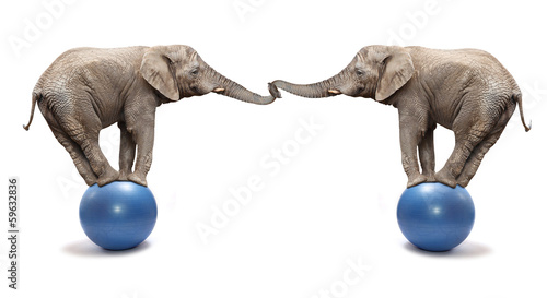 Canvas Print African elephant (Loxodonta africana) balancing on a blue ball.