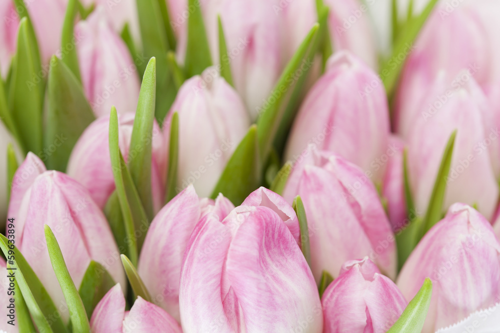 Bunch of pink tulips, close up Bunch of pink tulips, close up