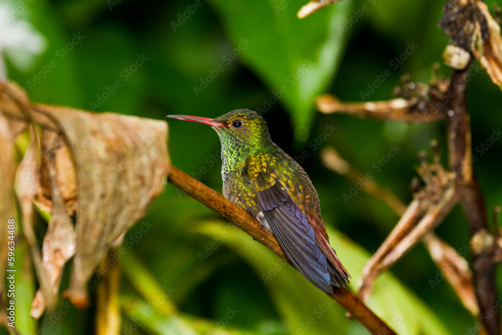 Fototapeta premium Humming bird