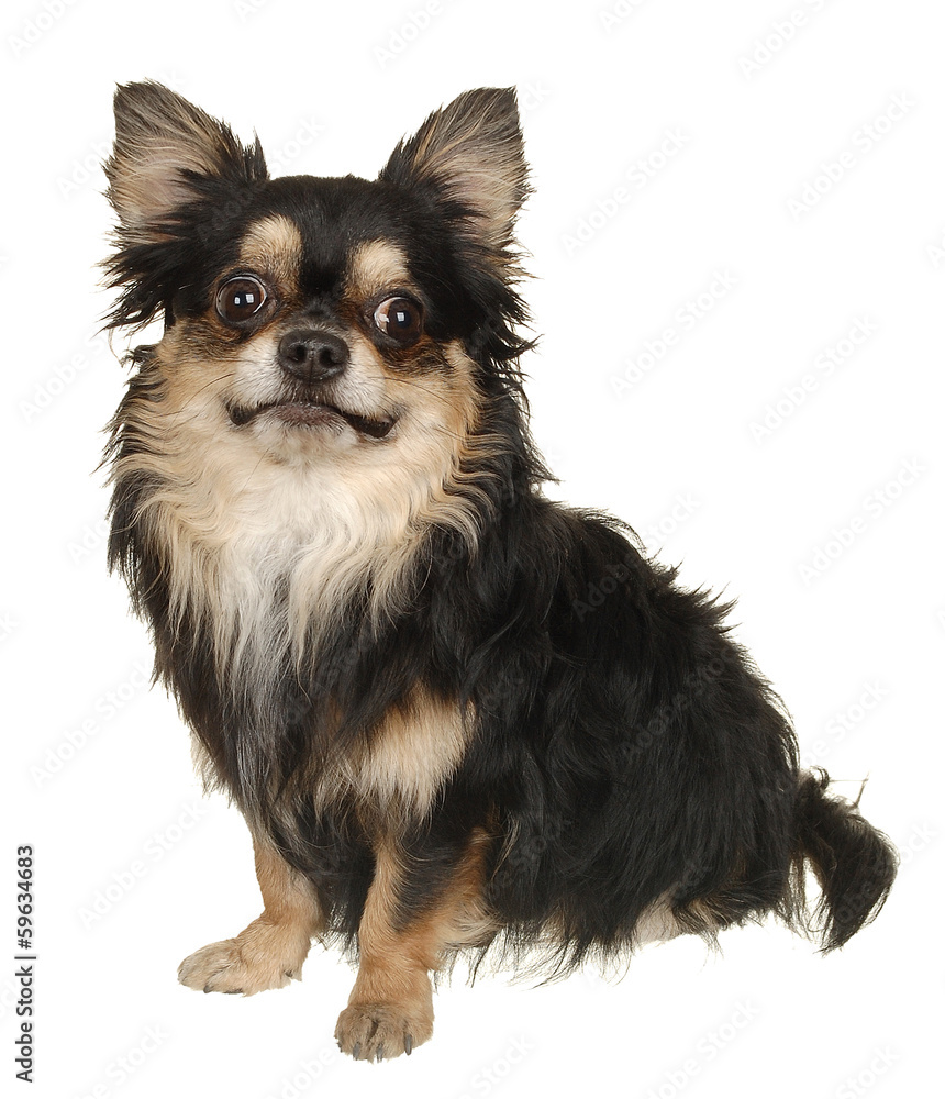 Dog Small Breed. Photography Studio On A White Background. Dog Small Breed. Photography Studio On A White Background.