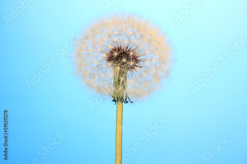 Wallpaper Mural Dandelion on blue background Torontodigital.ca