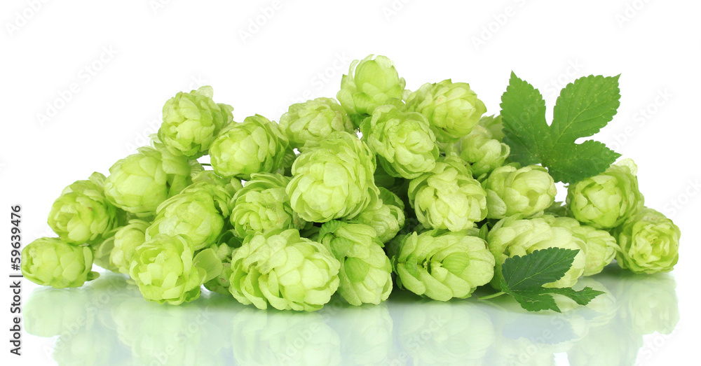 Fresh green hops, isolated on white Fresh green hops, isolated on white