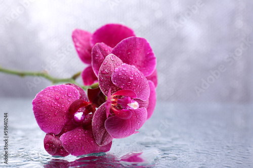 Fototapeta Naklejka Na Ścianę i Meble -  Beautiful blooming orchid with water drops