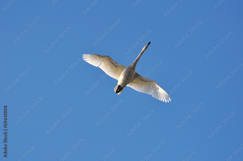 Fototapeta premium 白鳥の飛翔