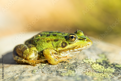 Common frog (Pelophylax perezi)