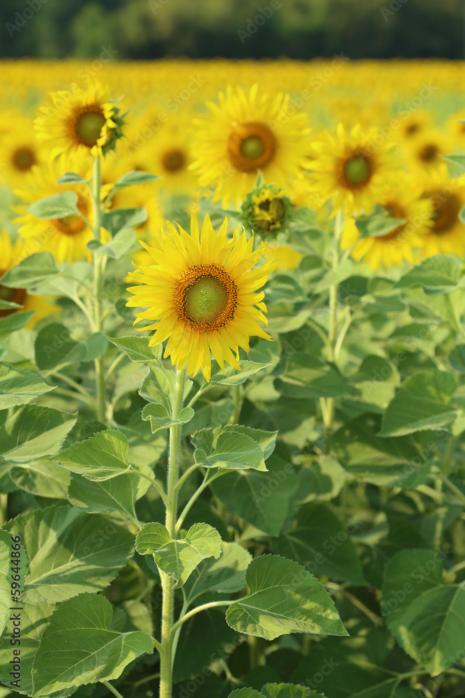 sunflower in the field sunflower in the field