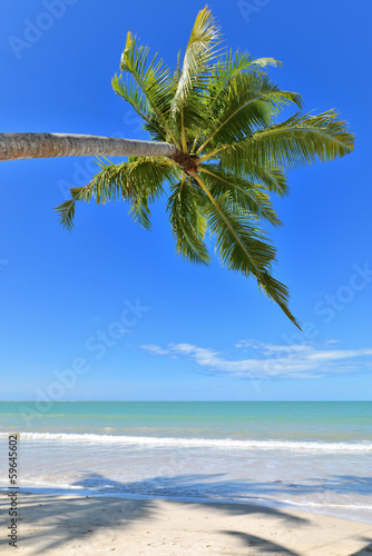 Fototapeta Naklejka Na Ścianę i Meble -  Coconut palm