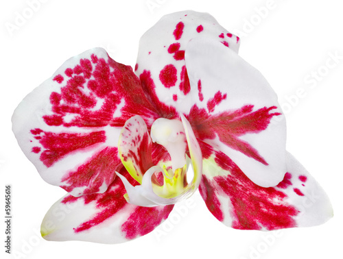 single orchid flower with red spots isolated on white