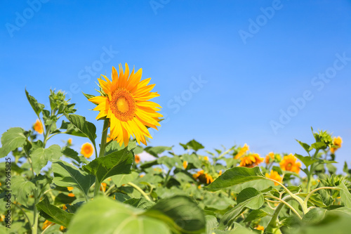 Fototapeta Naklejka Na Ścianę i Meble -  sunflowers flowers in full bloom in the summer