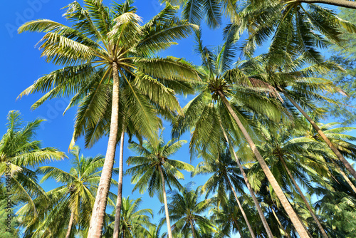 Coconut palms © 9comeback