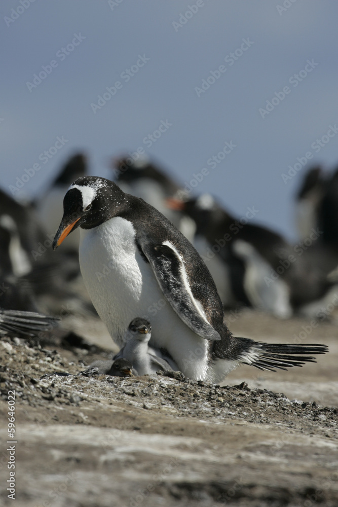 Fototapeta premium Gentoo penguin, Pygoscelis papua