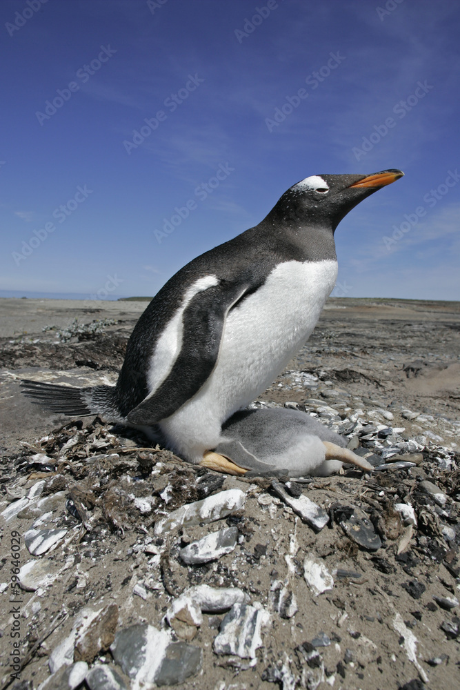 Fototapeta premium Gentoo penguin, Pygoscelis papua