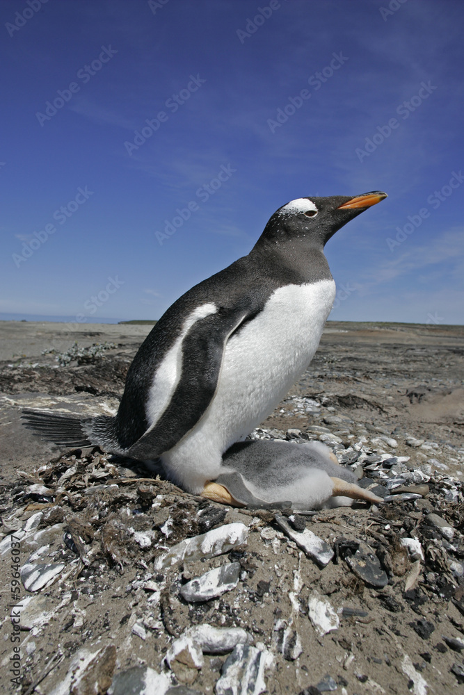 Fototapeta premium Gentoo penguin, Pygoscelis papua