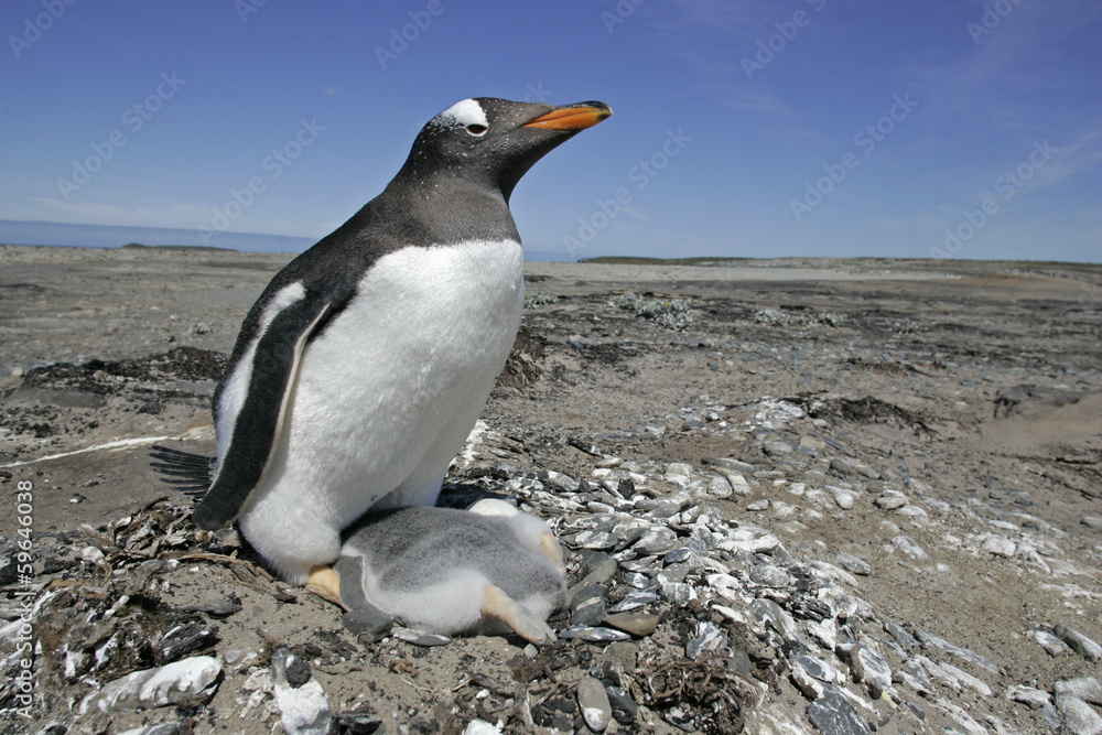 Naklejka premium Gentoo penguin, Pygoscelis papua