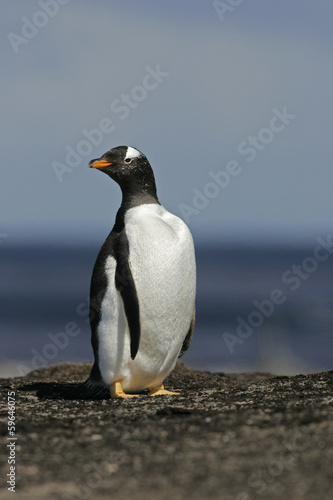 Gentoo penguin  Pygoscelis papua