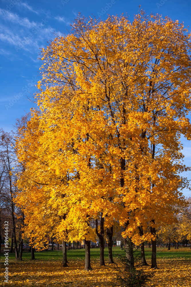 Beautiful autumn trees. Autumn landscape.