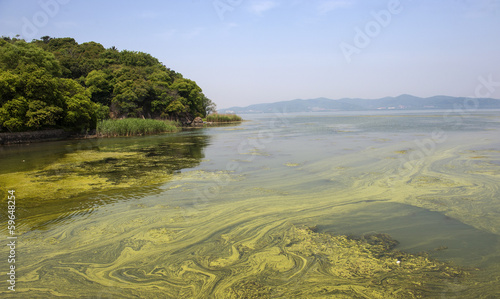 Tableau sur toile The polluted water of Taihu lake