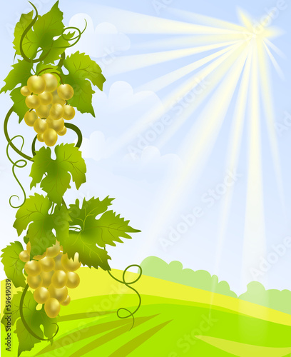 grapevine and rural landscape