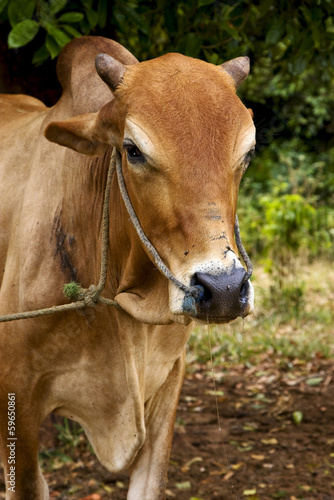 zanzibar africa front brown cow bite in   bush © lkpro