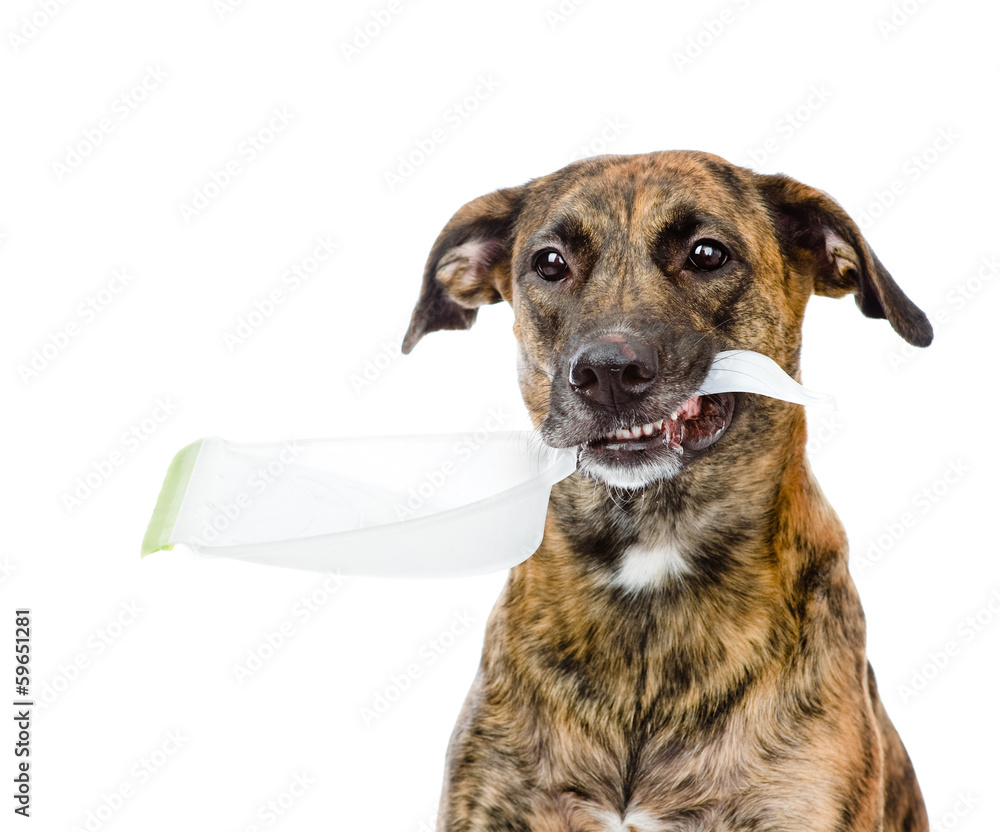 dog with dustpan. isolated on white background