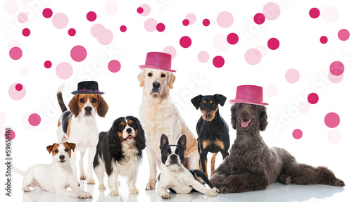 Photography Hundeparty
