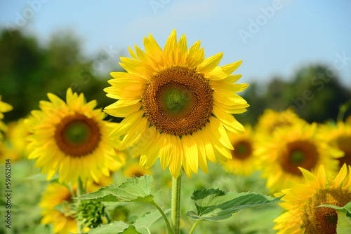 Sunflower