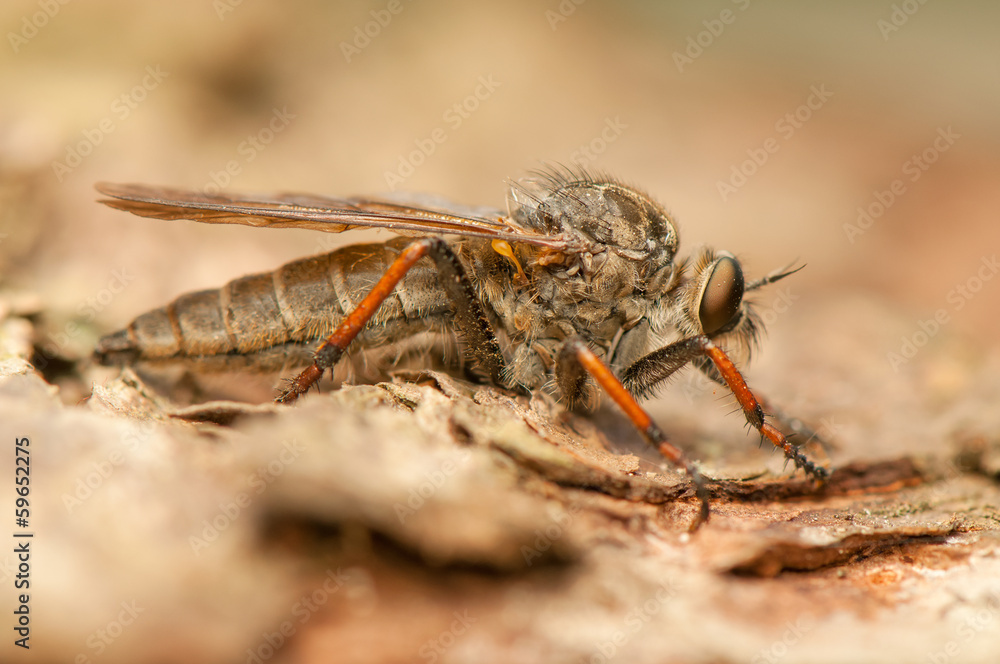 Fly insect Fly insect