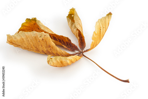 Dead Horse Chestnut Leaf