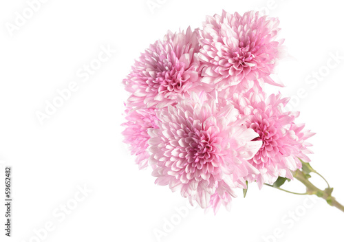 Fototapeta Naklejka Na Ścianę i Meble -  pink dahlia